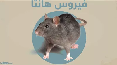 هل يكون فيروس هانتا كورونا الجديد؟.. الصحة تحسم الجدل
