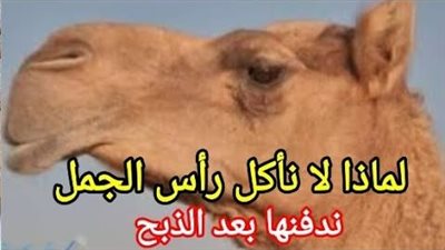 هل تعرف لماذا لا نأكل رأس الجمل ؟؟ وند فنـها بعد الذبـح ؟؟؟