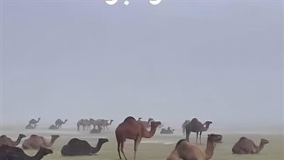 لماذا تبرك الإبل ارضا عند سقـوط المطر