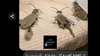 لعنة القطط بقلم حور حمدان 