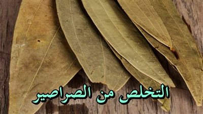 طريقة سحرية للتخلص من الصراصير بشكل نهائي في المنزل