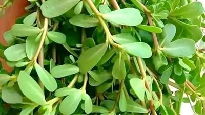 4 فوائد مذهلة لنبات الرجلة ولكنه ممنوع في حالتين 