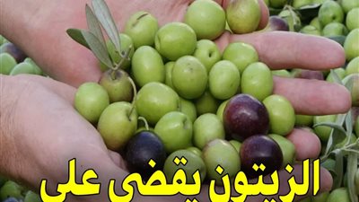 اكتشاف مادة في الزيتون تقضى على مرض العصر 