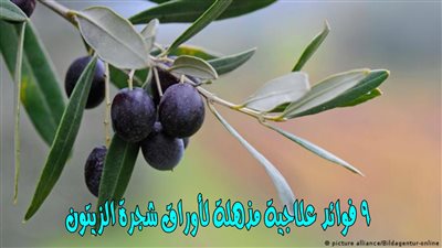 9 فوائد علاجية مذهلة لأوراق شجرة الزيتون
