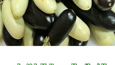 8 فوائد للباذنجان تجعلك تتناوله يوميًا منها يساعد مرضى السكر