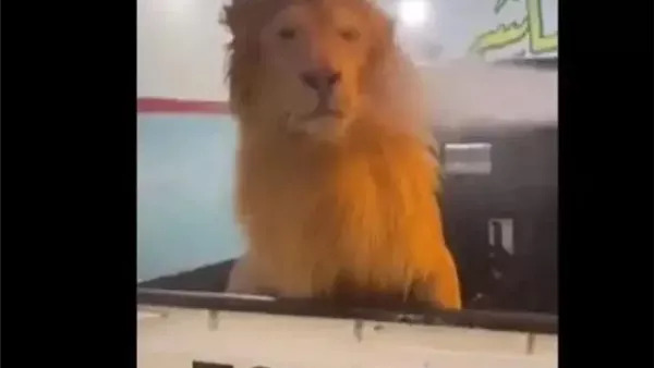 لمحة نيوز