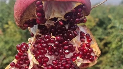 أطعمة تمنع انسداد الشرايين والجلطات الرمان أبرزها