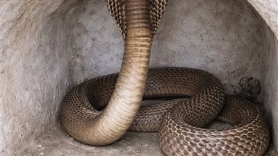 قصة ابكت العالم